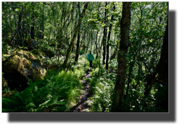 Path down to Efjord near the Fårså Tunnel DSC03866 2.jpg